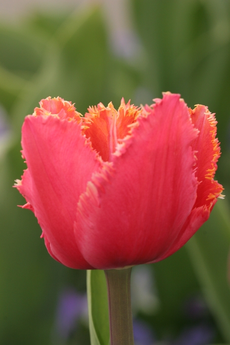 Macro fleurs La Tour - 006